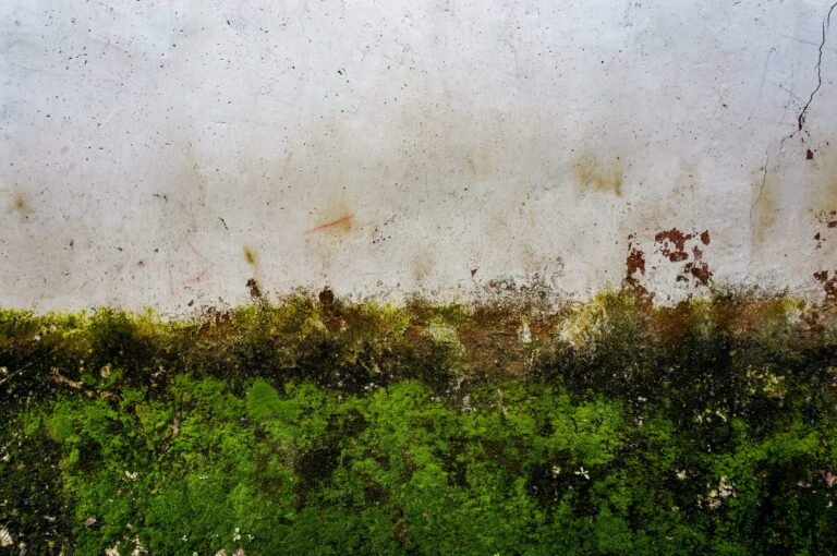 Remontées capillaires et salpêtre : l’expertise de Murteriso pour sauver vos façades