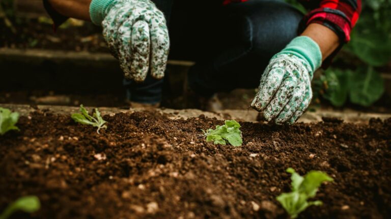 Avis sur le terreau de Lidl : qualité, prix et retours des jardiniers