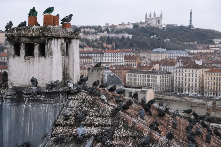 Solutions anti-pigeons à Lyon : protégez vos bâtiments efficacement